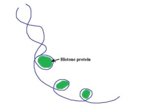 chromatin crossover definition genetics